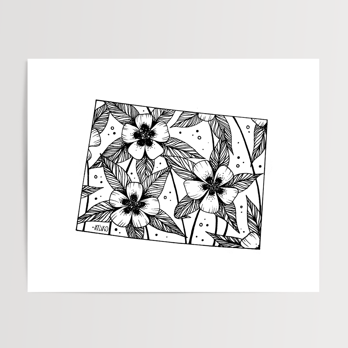 Colorado - Rocky Mountain Columbine State Flower Print