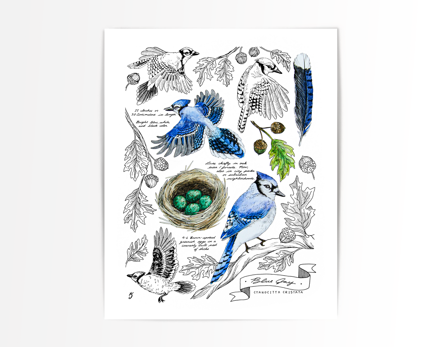 Blue Jay Bird Art Print