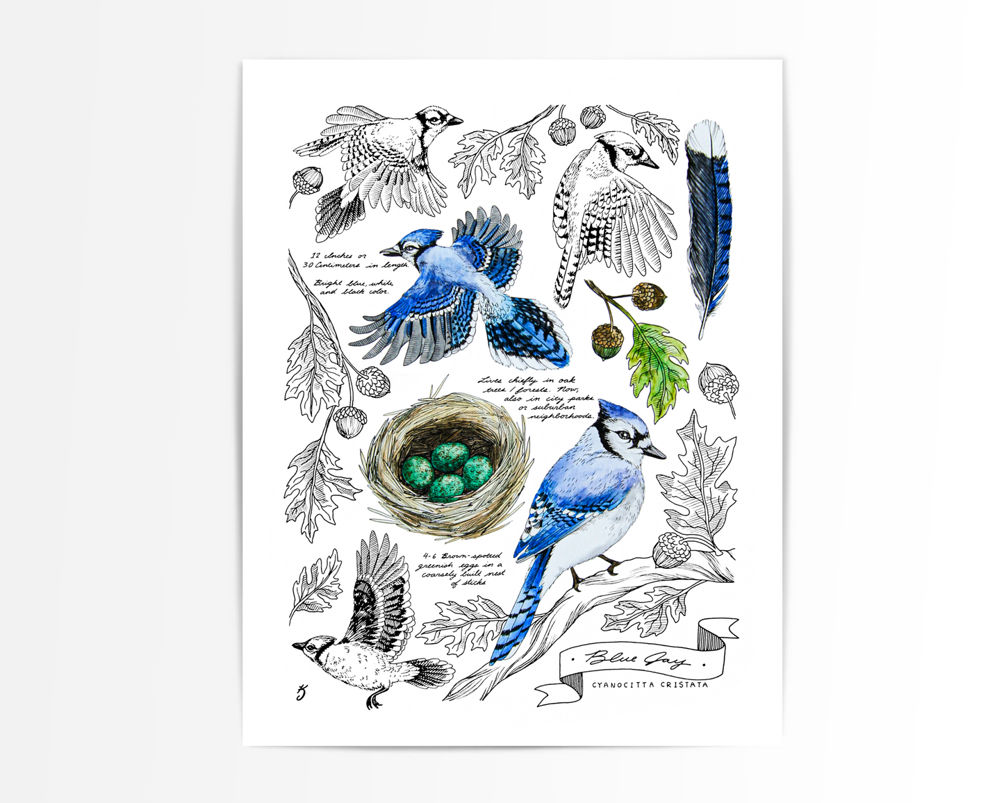 Blue Jay Bird Art Print