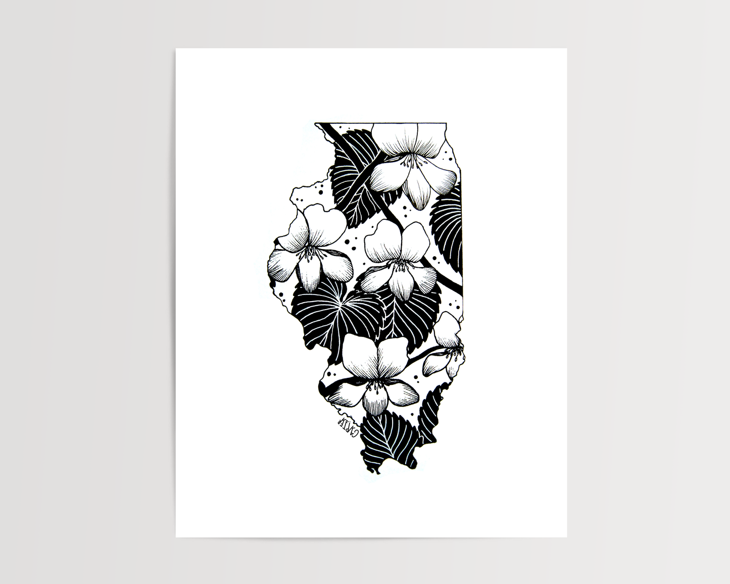 Illinois - Violet State Flower Print