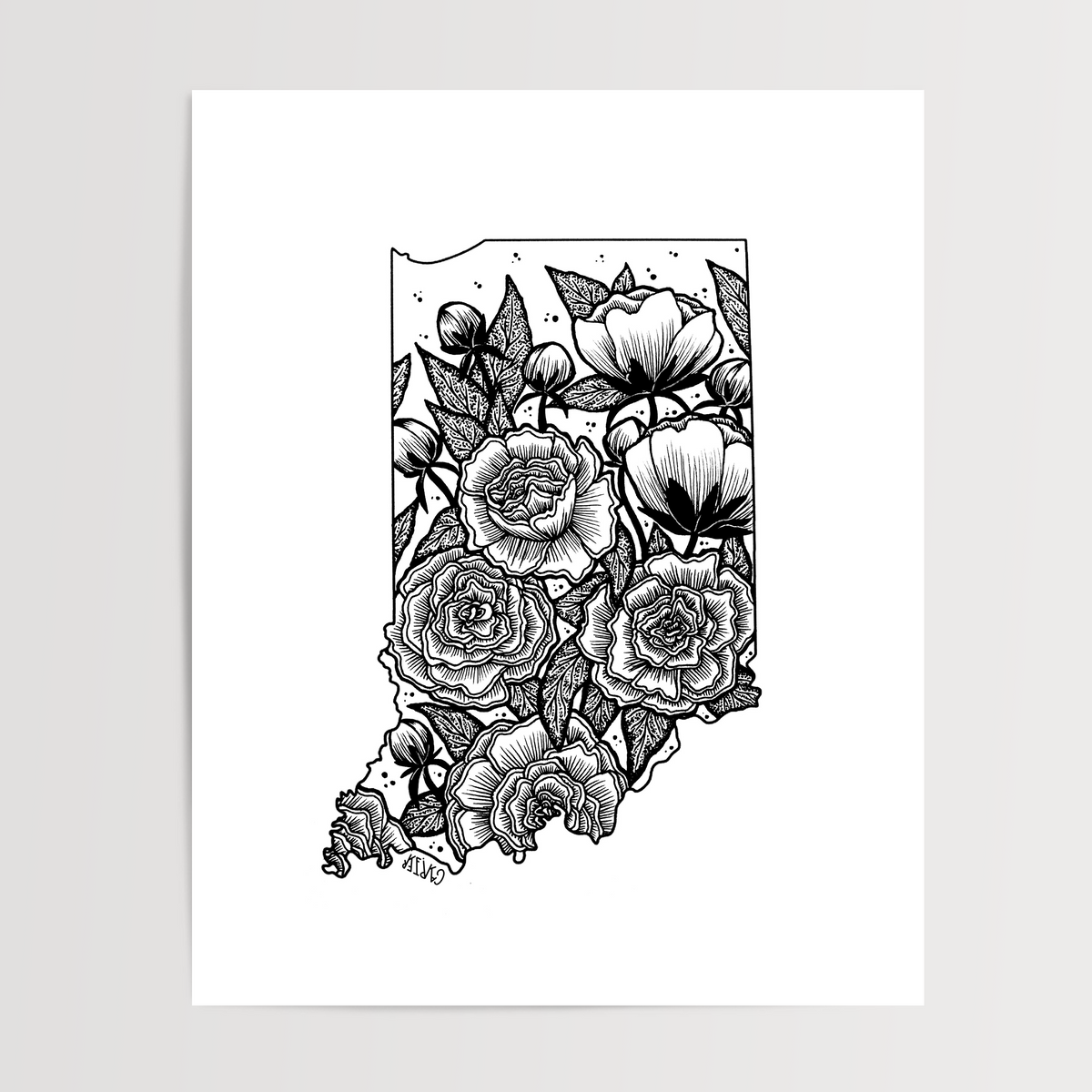 Indiana - Peony State Flower Print