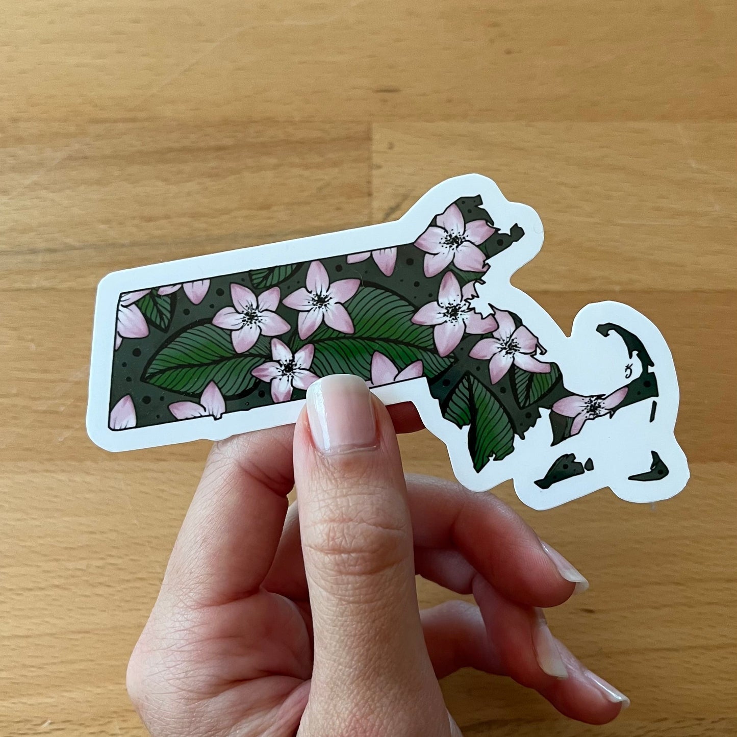 Massachusetts State Flower Sticker