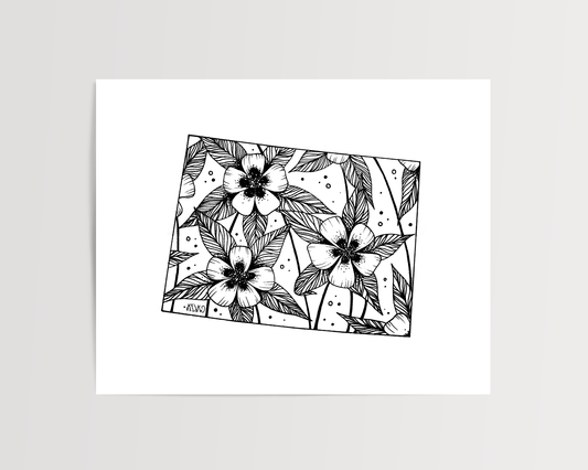 Colorado - Rocky Mountain Columbine State Flower Print